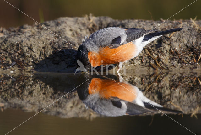 Eurasian Bullfinch (Pyrrhula pyrrhula)