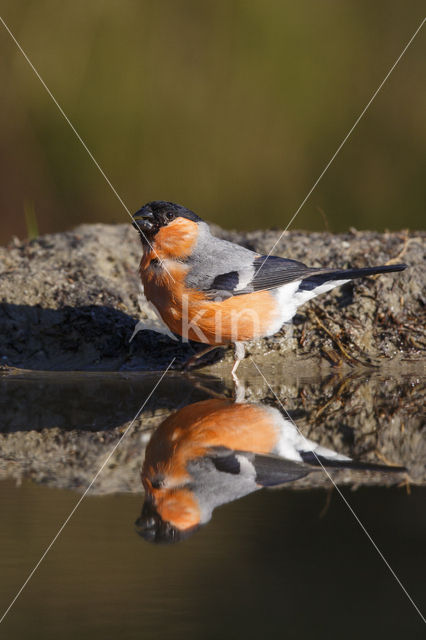 Eurasian Bullfinch (Pyrrhula pyrrhula)