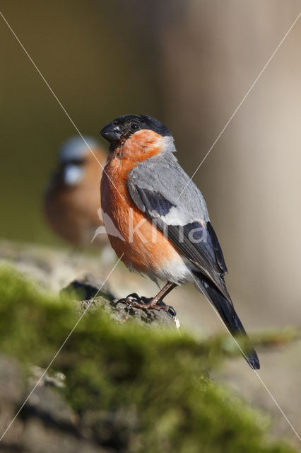 Eurasian Bullfinch (Pyrrhula pyrrhula)