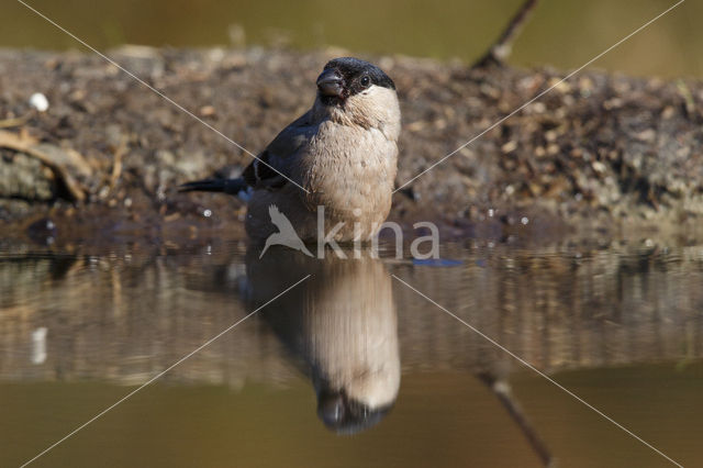 Eurasian Bullfinch (Pyrrhula pyrrhula)