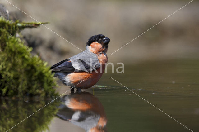 Eurasian Bullfinch (Pyrrhula pyrrhula)