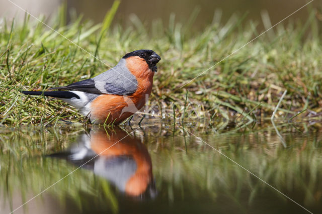 Eurasian Bullfinch (Pyrrhula pyrrhula)