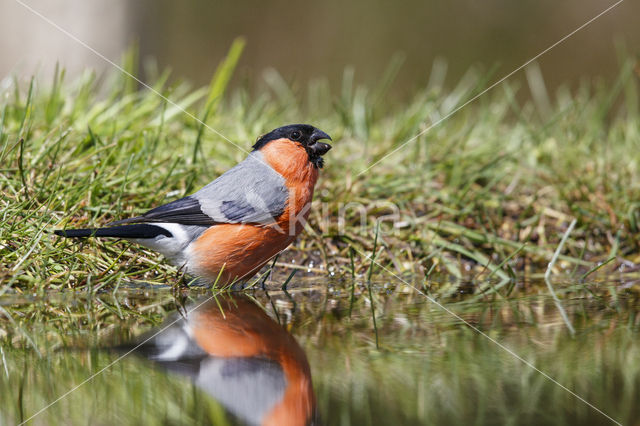 Eurasian Bullfinch (Pyrrhula pyrrhula)