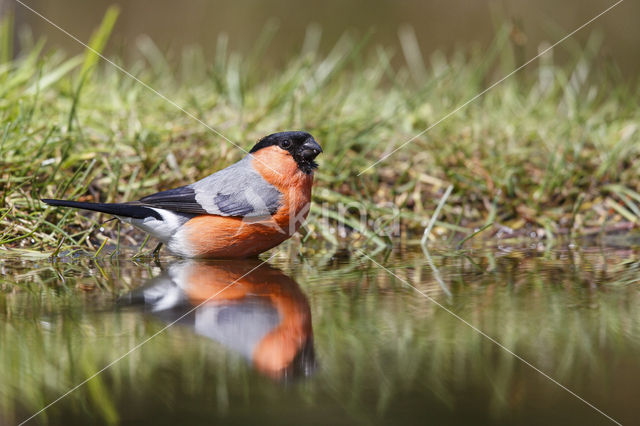 Eurasian Bullfinch (Pyrrhula pyrrhula)