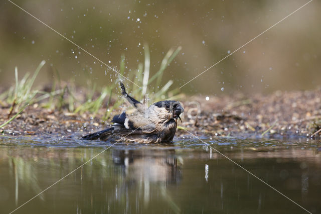Eurasian Bullfinch (Pyrrhula pyrrhula)