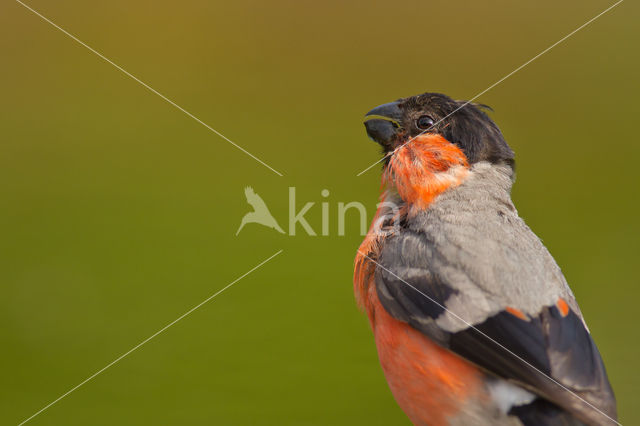 Eurasian Bullfinch (Pyrrhula pyrrhula)