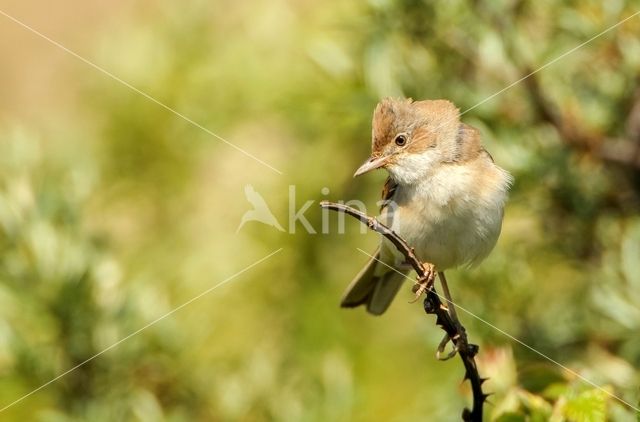 Greater Whitethroat (Sylvia communis)