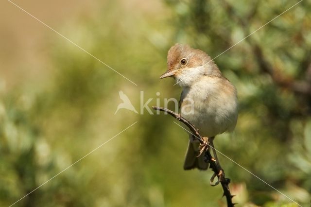 Greater Whitethroat (Sylvia communis)