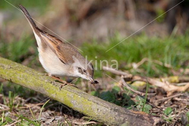 Greater Whitethroat (Sylvia communis)