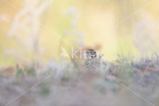 Meadow Pipit (Anthus pratensis)