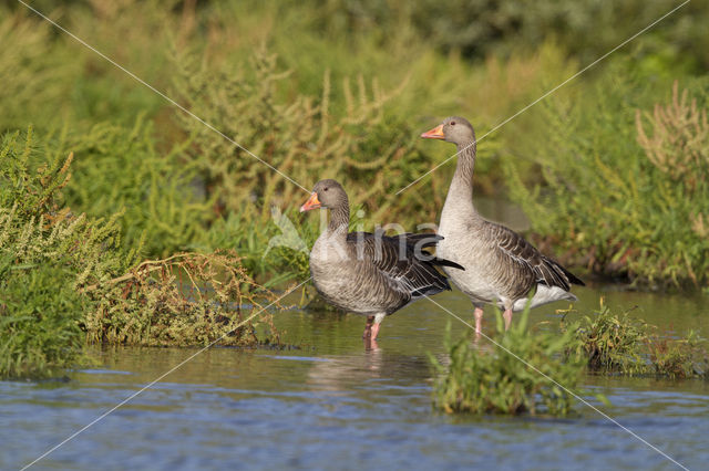 Grey Lag-Goose (Anser anser)