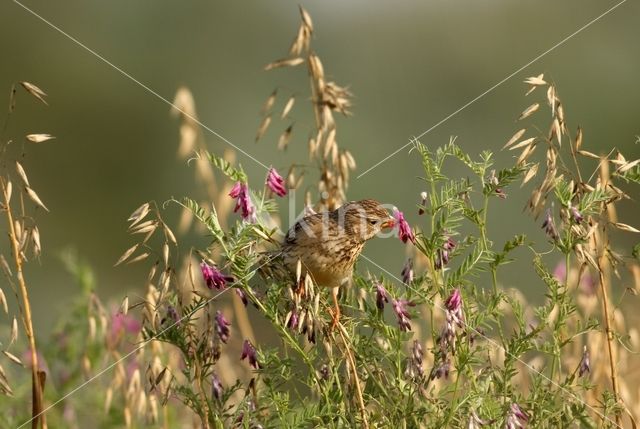 Grauwe Gors (Miliaria calandra)