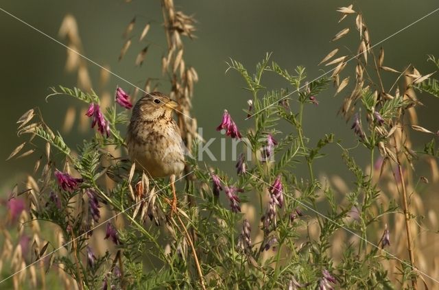 Grauwe Gors (Miliaria calandra)