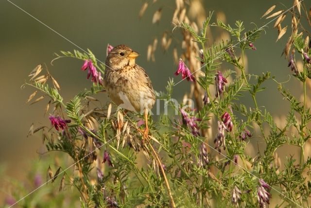 Corn Bunting (Miliaria calandra)