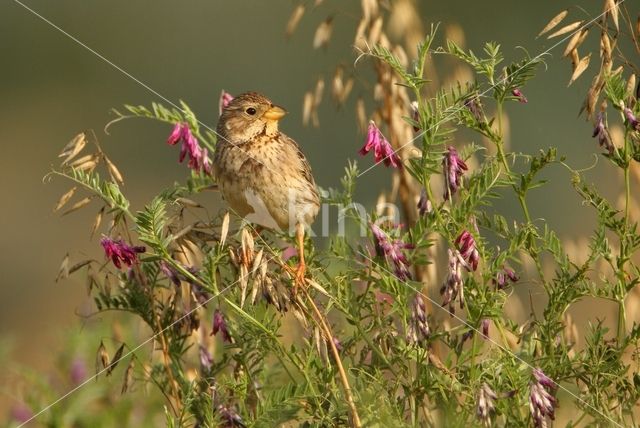 Grauwe Gors (Miliaria calandra)