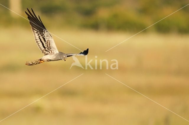 Montagu's Harrier (Circus pygargus)