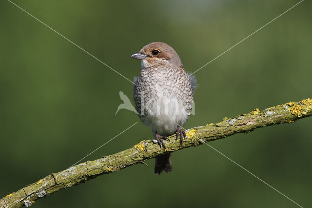 Red-backed Shrike (Lanius collurio)