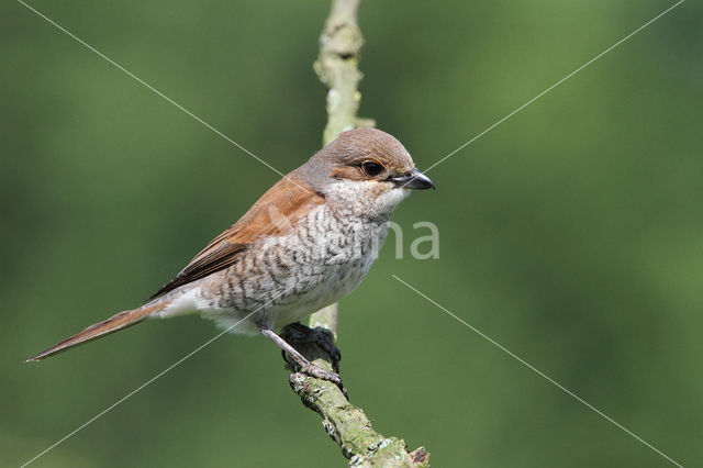 Red-backed Shrike (Lanius collurio)
