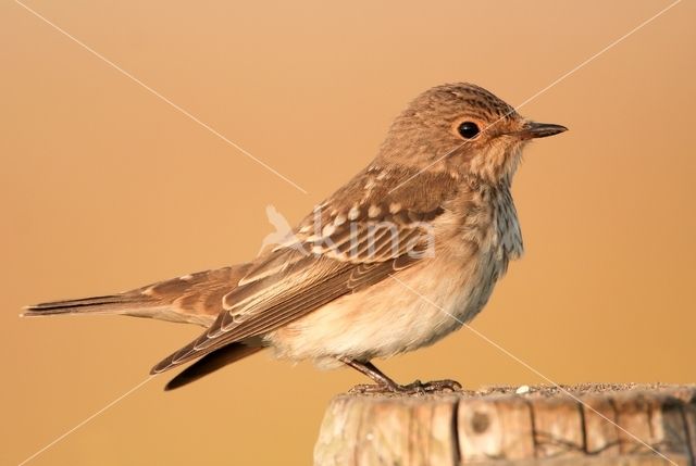 Grauwe Vliegenvanger (Muscicapa striata)