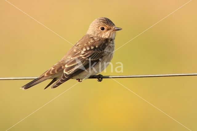 Grauwe Vliegenvanger (Muscicapa striata)