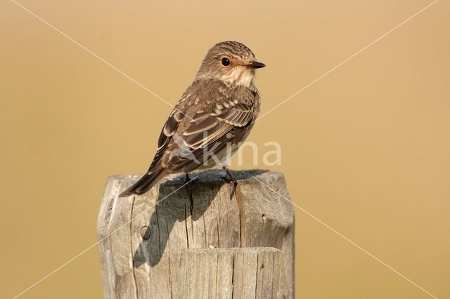 Grauwe Vliegenvanger (Muscicapa striata)