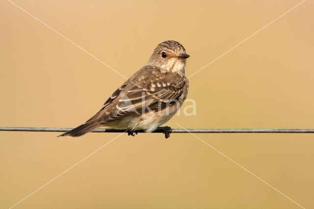 Grauwe Vliegenvanger (Muscicapa striata)