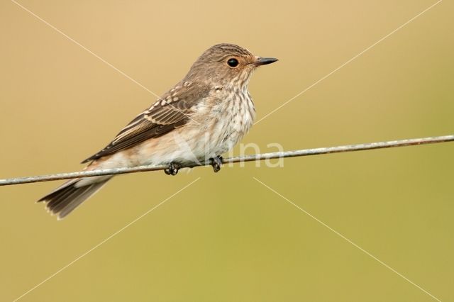 Grauwe Vliegenvanger (Muscicapa striata)