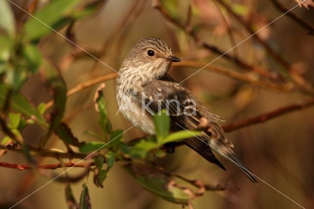 Grauwe Vliegenvanger (Muscicapa striata)