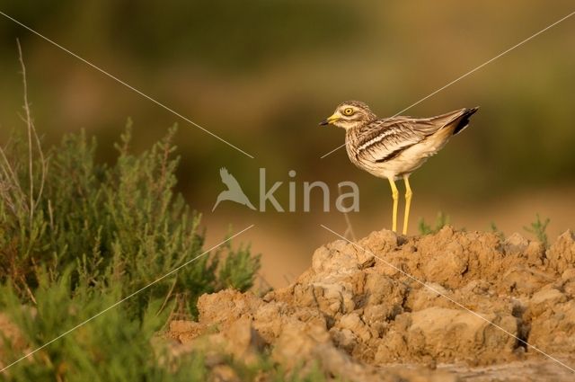 Eurasian Thick-knee (Burhinus oedicnemus)