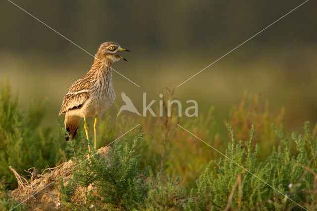 Eurasian Thick-knee (Burhinus oedicnemus)