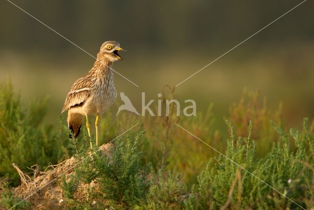 Eurasian Thick-knee (Burhinus oedicnemus)