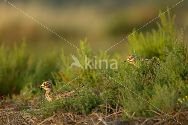 Griel (Burhinus oedicnemus)