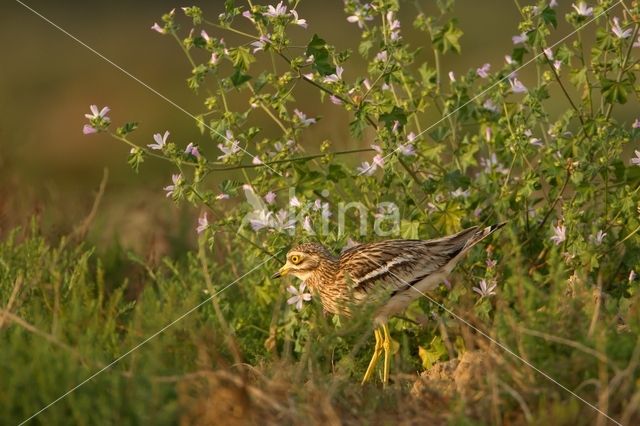 Eurasian Thick-knee (Burhinus oedicnemus)