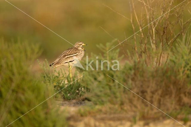 Eurasian Thick-knee (Burhinus oedicnemus)