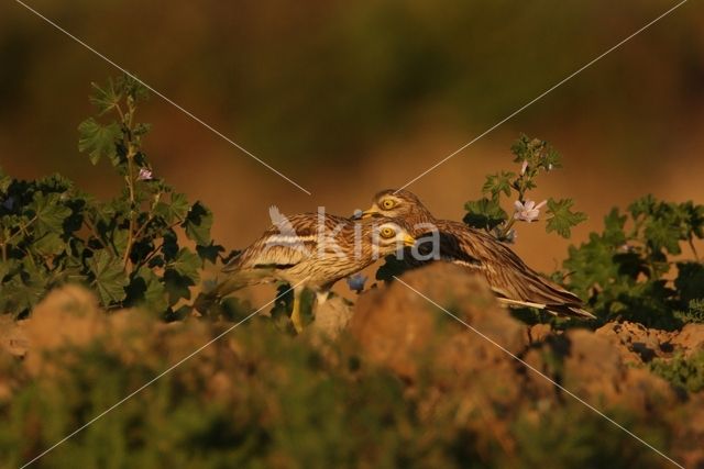 Eurasian Thick-knee (Burhinus oedicnemus)