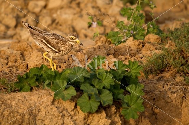 Eurasian Thick-knee (Burhinus oedicnemus)