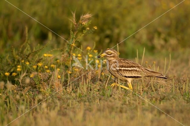 Eurasian Thick-knee (Burhinus oedicnemus)