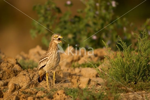 Eurasian Thick-knee (Burhinus oedicnemus)