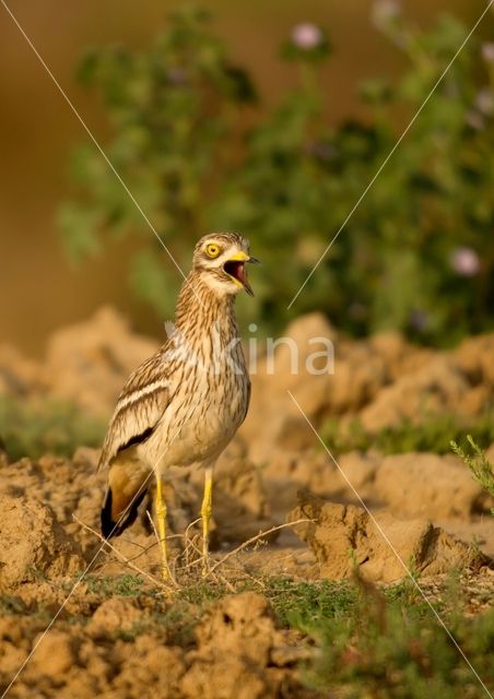 Eurasian Thick-knee (Burhinus oedicnemus)