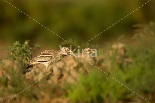 Eurasian Thick-knee (Burhinus oedicnemus)