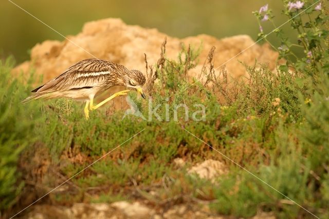 Eurasian Thick-knee (Burhinus oedicnemus)