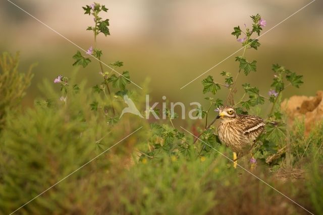 Eurasian Thick-knee (Burhinus oedicnemus)