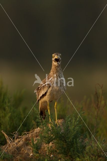 Eurasian Thick-knee (Burhinus oedicnemus)