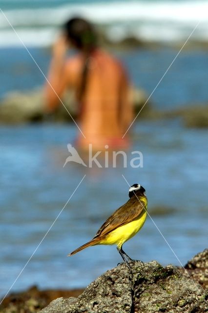 Great Kiskadee (Pitangus sulphuratus)