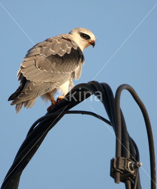 Grijze Wouw (Elanus caeruleus)