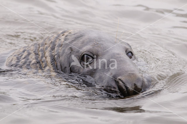 Grey Seal (Halichoerus grypus)