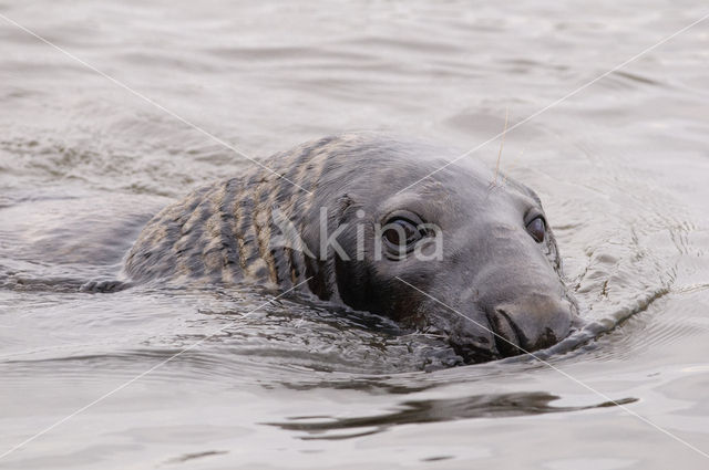 Grey Seal (Halichoerus grypus)