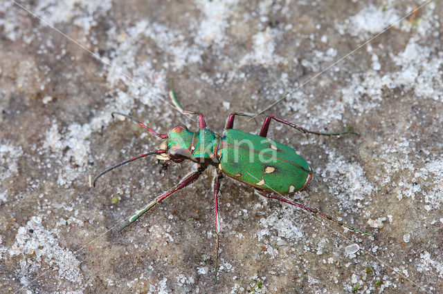 Green Tiger Beetle (Cicindela campestris)