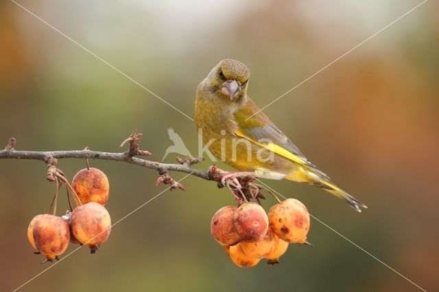 Groenling (Carduelis chloris)