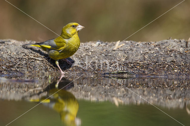 Groenling (Carduelis chloris)